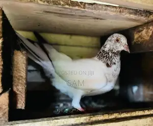 pigeon