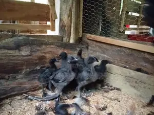 කඩක්නාත් පැටවු
