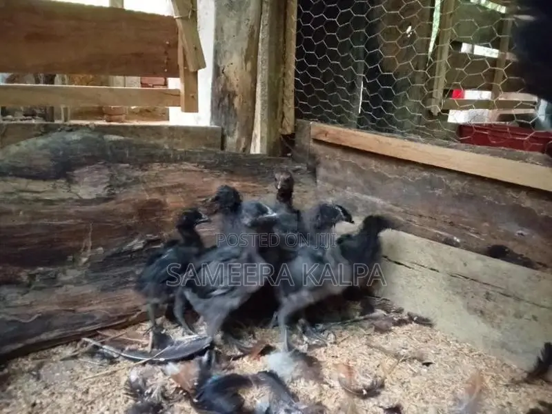 කඩක්නාත් පැටවු