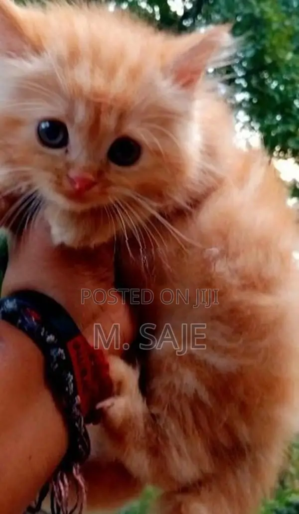 Persian Cat