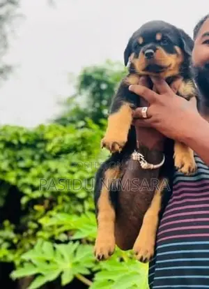 Rottweiler Puppy