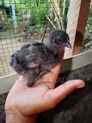 කඩක්නාත් පැටවු