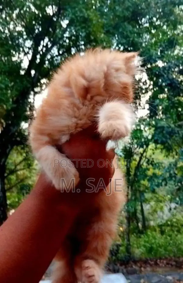 Persian Cat