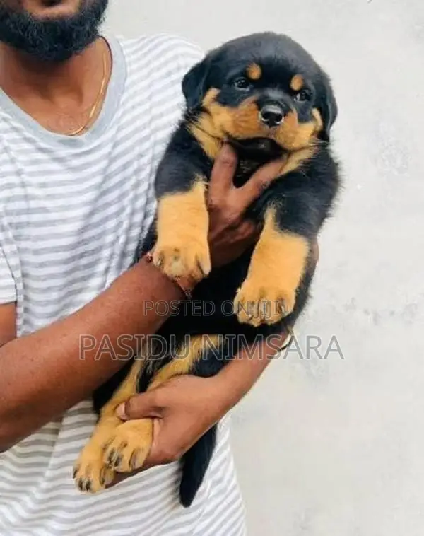 Rottweiler Puppy