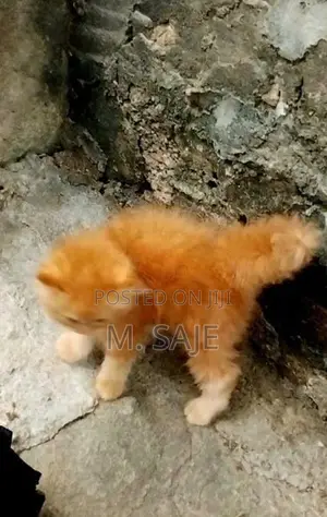 Persian Cat