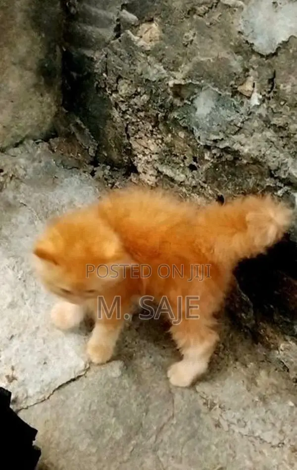 Persian Cat