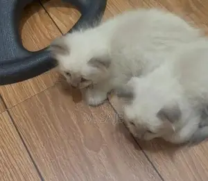 Persian Cat