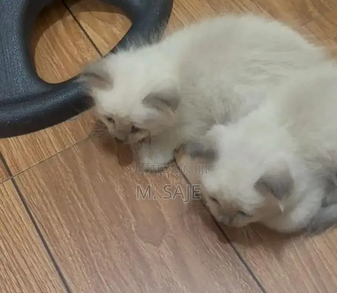 Persian Cat