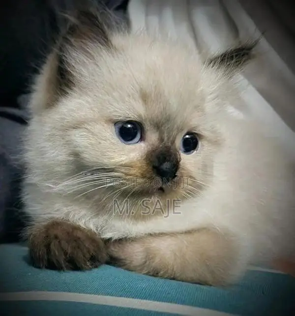Persian Cat