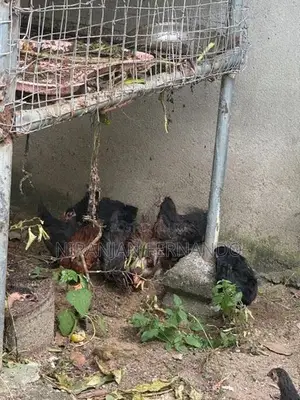 ගම් කුකුල් පැටවුන්