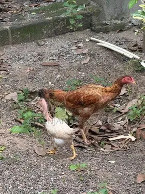 ගම් කුකුල් පැටවුන්