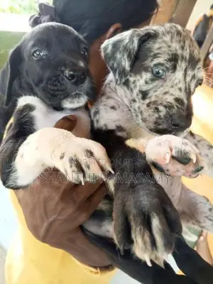 Great dane puppies