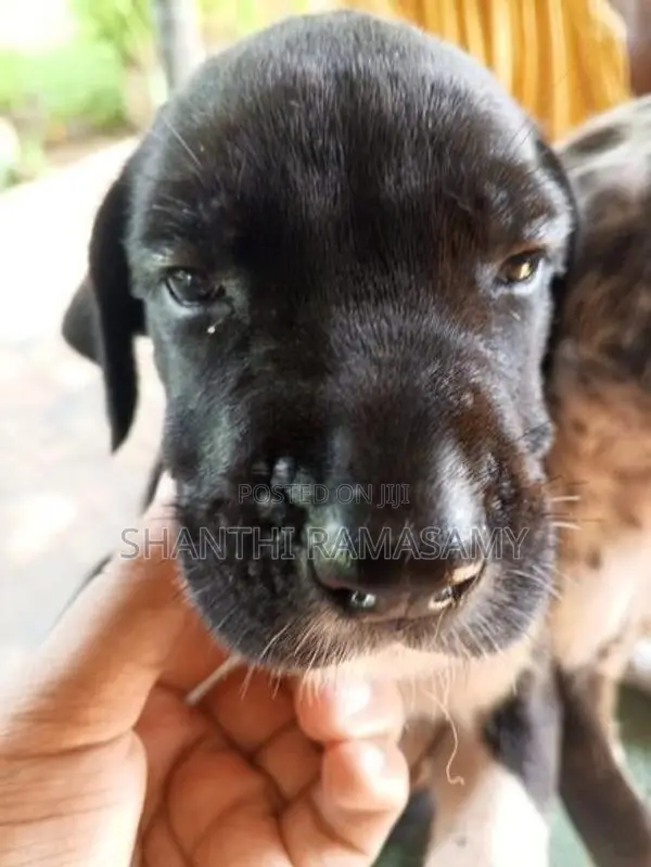 Great dane puppies