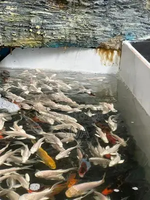 Platinum Carp Fish