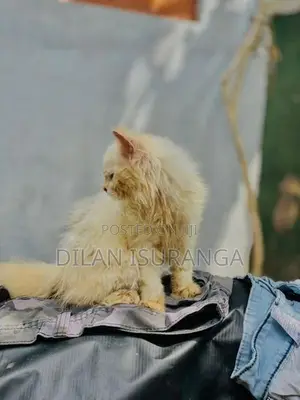 Percian Cat