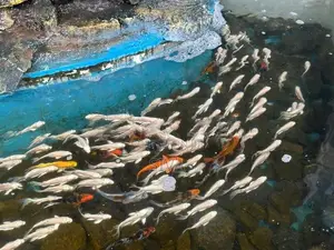 Platinum Carp Fish