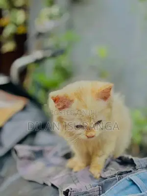 Percian Cat