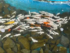 Platinum Carp Fish