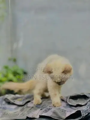 Percian Cat