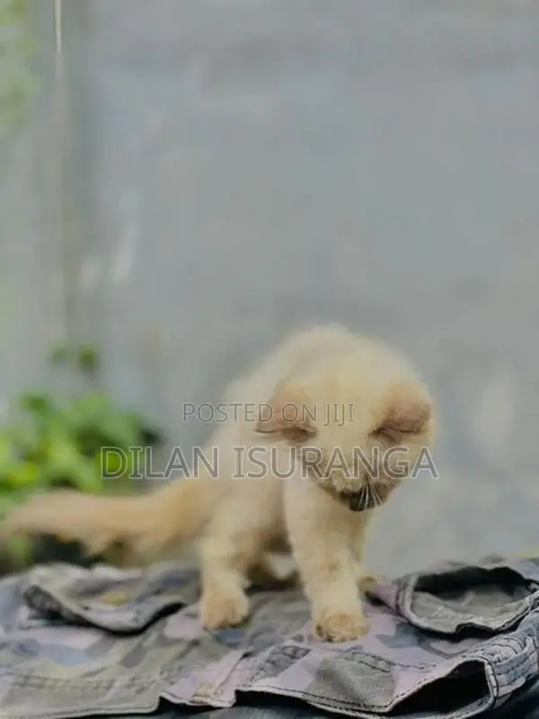 Percian Cat