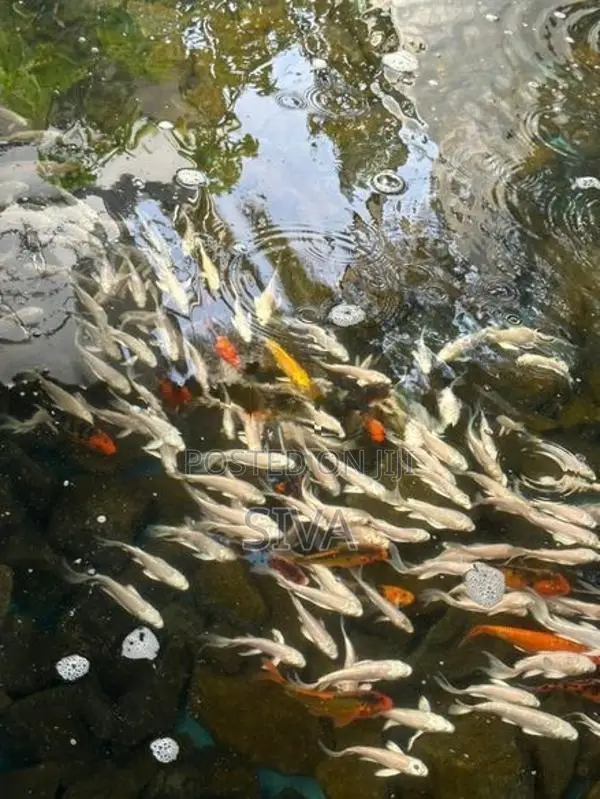 Platinum Carp Fish