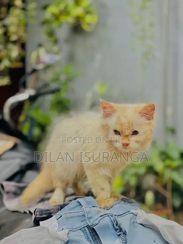 Percian Cat
