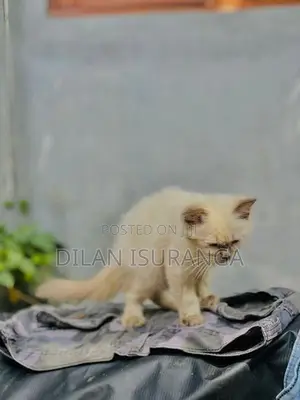 Percian Cat