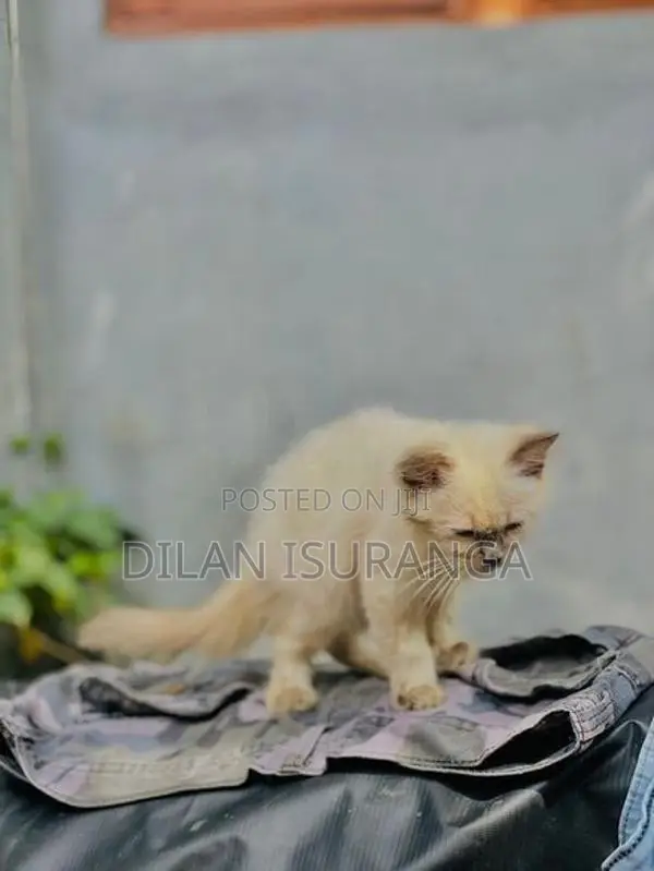 Percian Cat