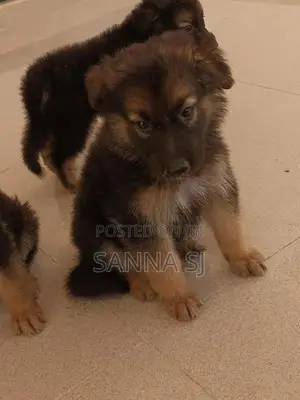 German Shepherd