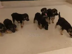 German Shepherd