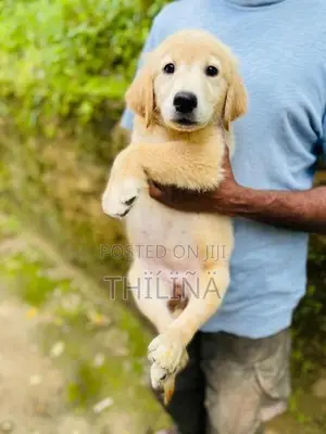 Golden Retriever Female Puppies