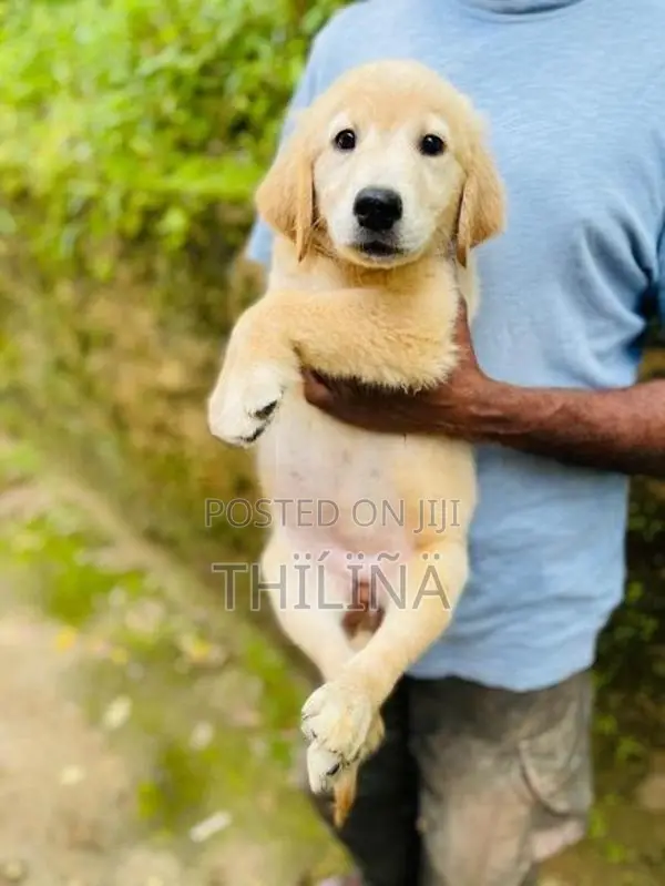Golden Retriever Female Puppies