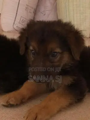German shepherd
