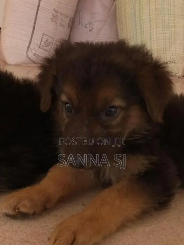 German shepherd
