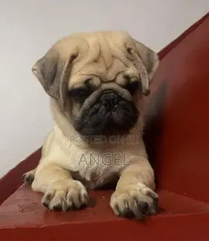 Pug Puppy