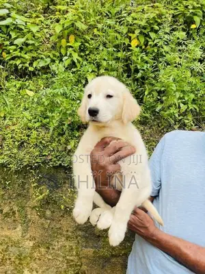 Golden Retriever Female Puppies