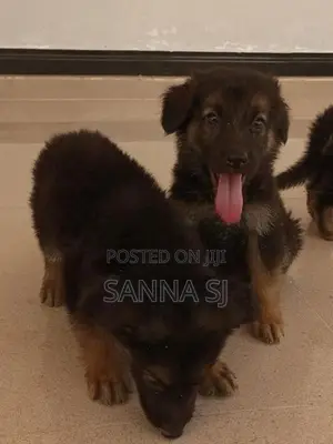 German shepherd