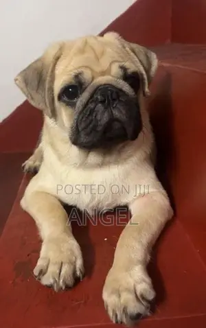 Pug Puppy