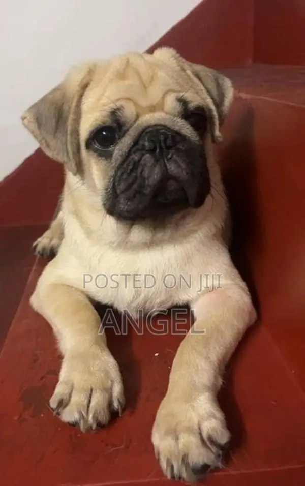 Pug Puppy