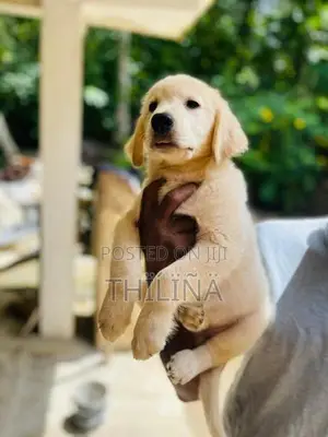 Golden Retriever Female Puppies