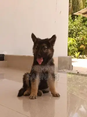German shepherd