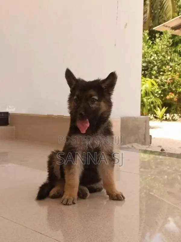 German shepherd