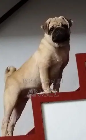 Pug Puppy