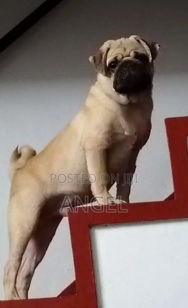 Pug Puppy