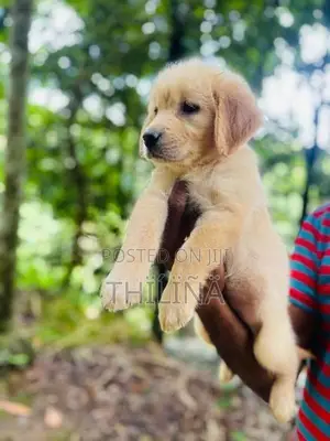 Golden Retriever Female Puppies