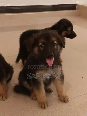 German shepherd