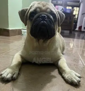 Pug Puppy