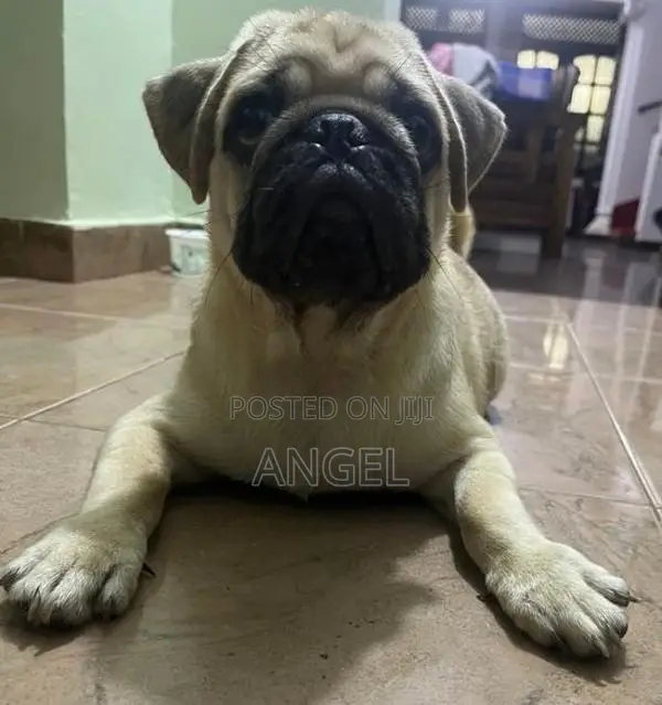 Pug Puppy