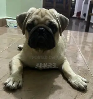 Pug Puppy