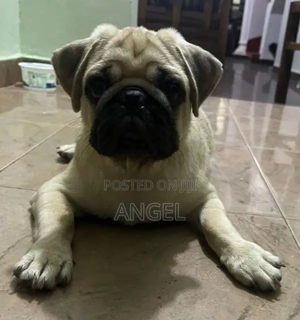 Pug Puppy